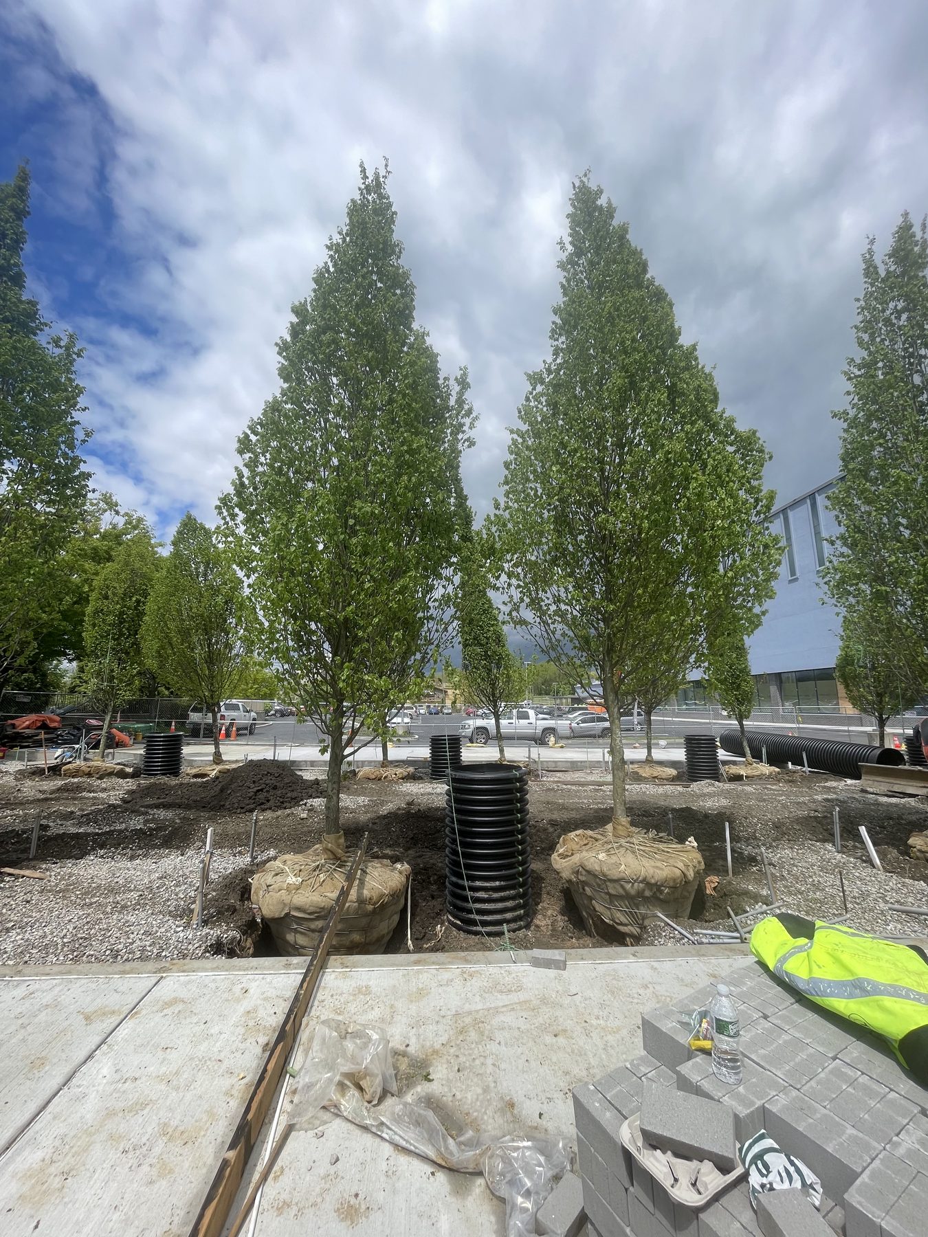 Five mature columnar beech trees freshly planted in a row on an urban site, with burlap-wrapped root balls visible.