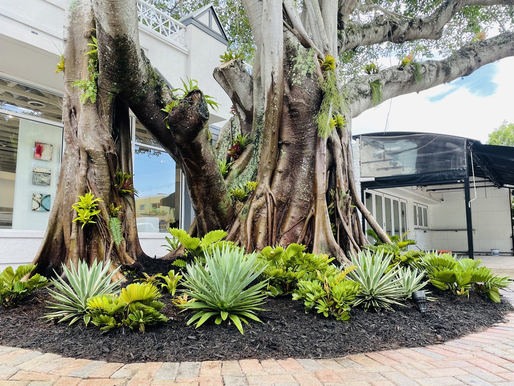 A large ficus tree with bromeliads growing in its branches, surrounded by a ground planting of agaves and bromeliads.