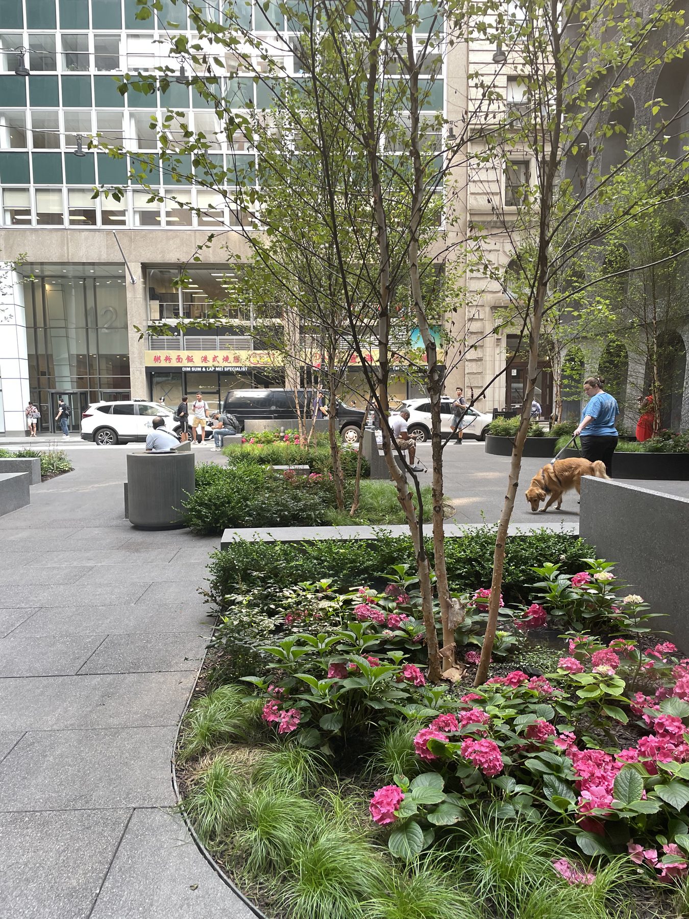 Bright pink hydrangeas and ornamental trees planted in a stone-curbed bed along an urban sidewalk.